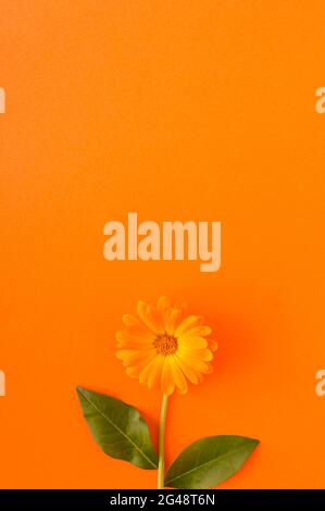 Orangefarbene Blume auf einem orangefarbenen Hintergrund mit einem großen Kopierbereich. Monochromatische Farben Stockfoto