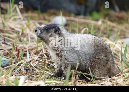 Ein warmer, pelzigen Marmot trifft eine klassische Pose Stockfoto