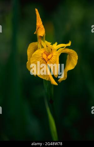 Iris pseudacorus Yellow Flag Iris in einem Norfolk-Garten, Großbritannien. Stockfoto