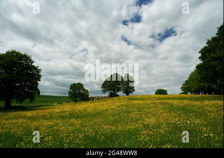 Landwirtschaftliche Farm Feld in englischer Landschaft mit Bäumen, blauen Himmel und kleinen Wolken und gelben Wiesenblumen Stockfoto