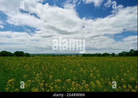 Landwirtschaftliche Farm Feld in englischer Landschaft mit blauem Himmel und kleinen Wolken und gelben Wiesenblumen Stockfoto