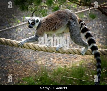 Katta Zoo von Calgary Alberta Stockfoto