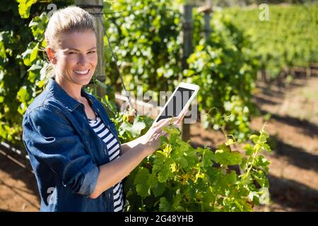 Portrait einer Winzerin mit digitalem Tablet im Weinberg Stockfoto