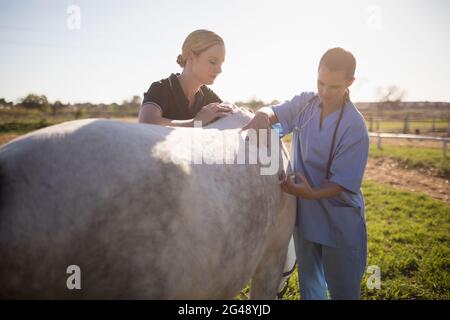 Frau streichelte, während der Tierarzt dem Pferd eine Injektion gab Stockfoto