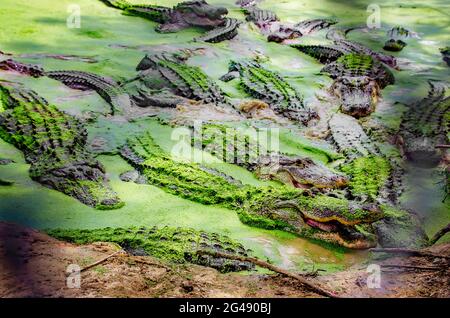 Auf der Gulf Coast Gator Ranch and Tours, 12. Juni 2021, in Moss Point, Mississippi, schwimmt ein Sumpf mit Alligatoren, die durch Entenklau schwimmen. Die lokale Stockfoto