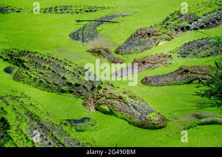 Auf der Gulf Coast Gator Ranch and Tours, 12. Juni 2021, in Moss Point, Mississippi, schwimmt ein Sumpf mit Alligatoren, die durch Entenklau schwimmen. Stockfoto