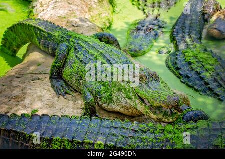 Ein Sumpf ist gefüllt mit Alligatoren, die durch Entenklau schwimmen und an Land auf der Gulf Coast Gator Ranch und Tours in Moss Point, Mississippi, wandern. Stockfoto