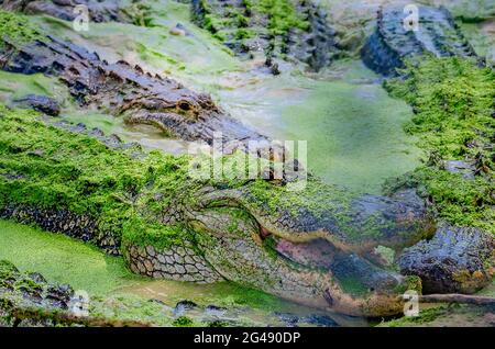 Auf der Gulf Coast Gator Ranch and Tours, 12. Juni 2021, in Moss Point, Mississippi, schwimmt ein Sumpf mit Alligatoren, die durch Entenklau schwimmen. Stockfoto