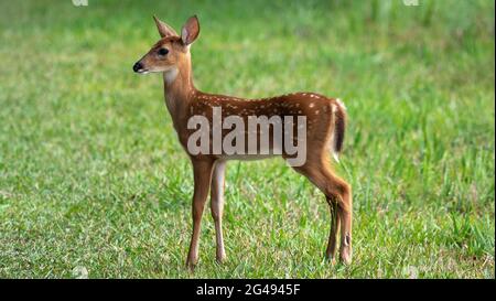 OLYMPUS DIGITALKAMERA Stockfoto