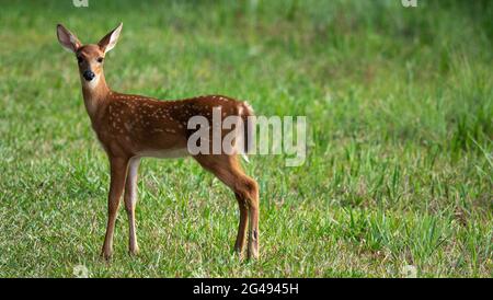 OLYMPUS DIGITALKAMERA Stockfoto