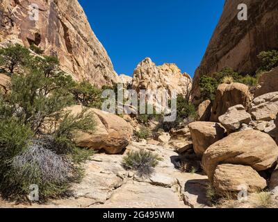 Golden Throne Trail, Capitol Gulch, Capitol Reef National Park, Torrey, Utah. Stockfoto