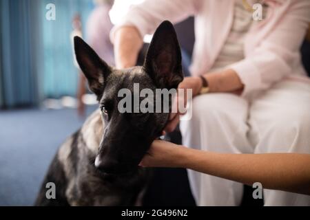Verkürzte Hände einer Ärztin und einer älteren Frau, die einen streichelnden Hund streichelte Stockfoto