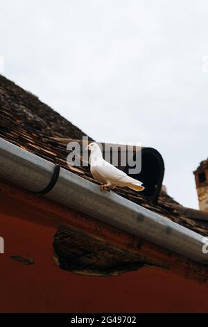 Nahaufnahme einer weißen Taube auf dem Dach des Hauses Stockfoto