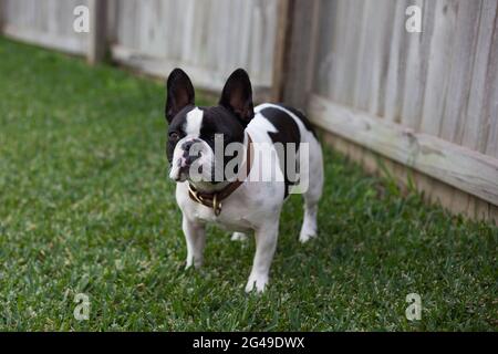 Schwarze und weiße französische Bulldogge-Ahnentafel Stockfoto