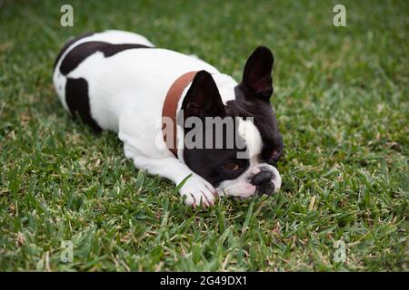 Schwarze und weiße französische Bulldogge-Ahnentafel Stockfoto