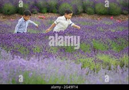 Richmond, Kanada. Juni 2021. Kinder spielen auf einer Lavendelfarm in Richmond, British Columbia, Kanada, 19. Juni 2021. Quelle: Liang Sen/Xinhua/Alamy Live News Stockfoto