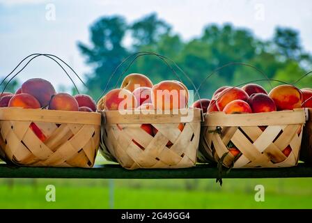 Pfirsichkörbe sitzen am 7. Juli 2011 in Columbus, Mississippi, auf einem Regal am Straßenrand. Stockfoto