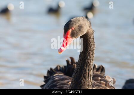 Black Swan in Melbourne, Australien Stockfoto