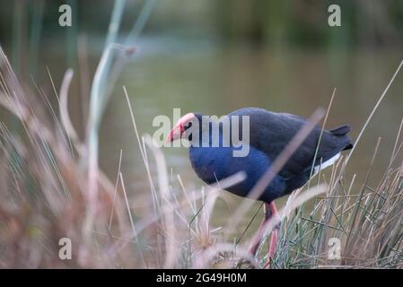 Australasian haben Stockfoto