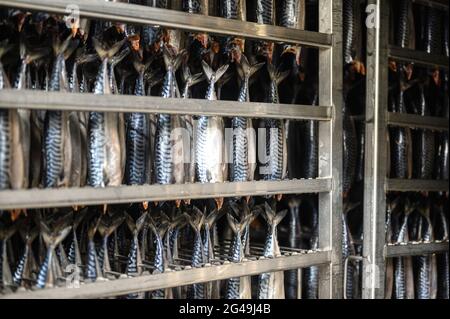 Makrele hängt in einem speziellen Metallbehälter. Der Fisch wird für den Rauchprozess vorbereitet Stockfoto