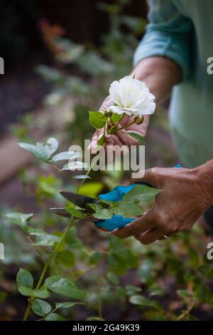 Beschnittenes Bild einer älteren Frau mit Schneiderschere auf weißer Blume Stockfoto