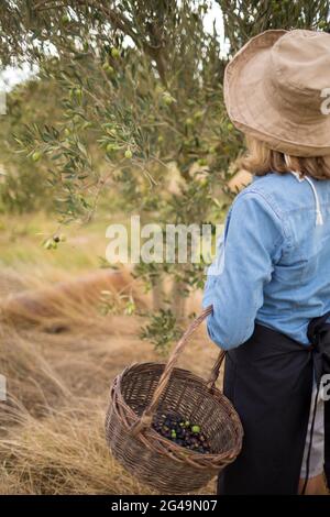 Frau, die Oliven vom Baum erntet Stockfoto