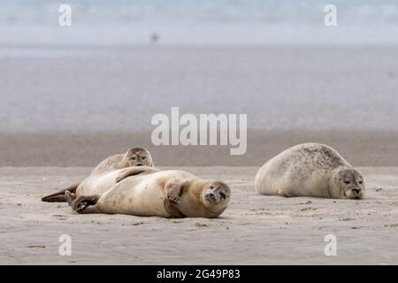 Nahaufnahme der Robben am Sandufer von Galgerev auf der Insel Fano im Westen Dänemarks Stockfoto