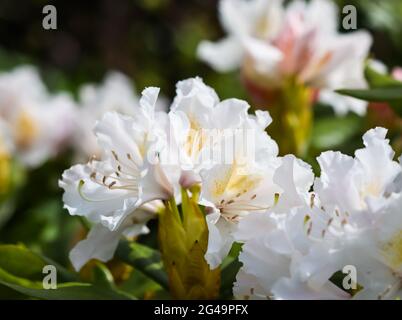 Blühende wunderschöne weiße Blüte der Rhododendron Cunningham's White im Frühling Garten. Gartenarbeit Konzept. Floral background Stockfoto