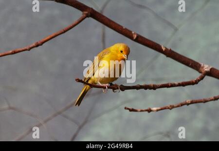 Ein Safranfink, der auf dem Ast des Baumes steht Stockfoto