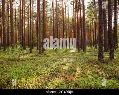 Sonnenlicht auf Bäume in einem Kiefernwald bei Sonnenuntergang Stockfoto