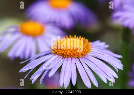 Alpine Aster (Aster alpinus). Wunderschöne lila Blüten mit einem orangen Zentrum und Wassertropfen nach Regen im Garten Stockfoto