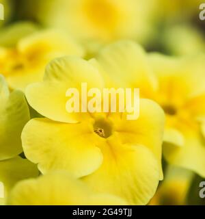 Blühende gelbe Primrose im Frühlingsgarten Stockfoto