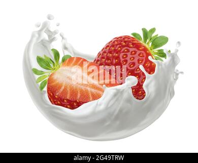Erdbeeren mit Milchspritzern isoliert auf weißem Hintergrund Stockfoto