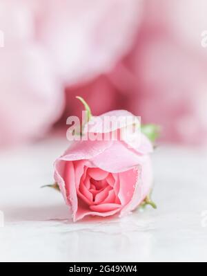 Schöne rosa Rose mit Wassertropfen auf weißem Marmor. Kann als Hintergrund verwendet werden. Weichfokus. Romantischer Stil Stockfoto