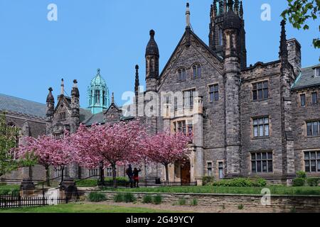 Das gotische Äußere eines der alten Universitätsgebäude an der Universität von Toronto, mit Bäumen, die im Frühling blühen Stockfoto