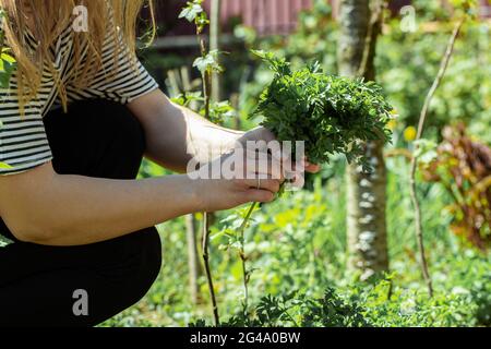 Eine Frau pflückt im Garten Petersilienblätter. Stockfoto