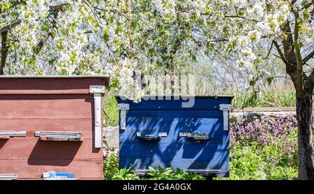 Große Holzstöcke mit Bienen im Frühlingsgarten. Stockfoto