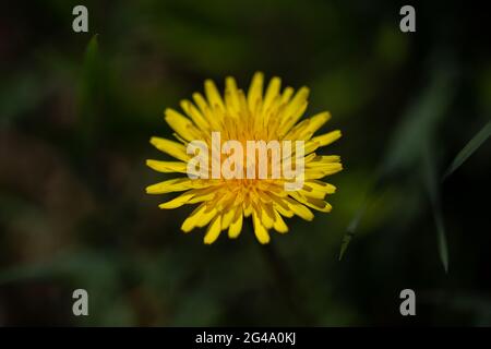 Nahaufnahme eines blühenden Dandelions auf unscharfem Hintergrund. Stockfoto