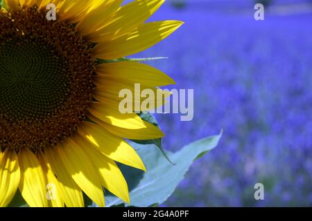 Eine halbe Sonnenblume vor einem verschwommenen mauve Hintergrund Stockfoto