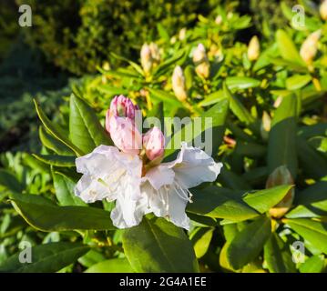 Eröffnung der wunderschöne weiße Blüte der Rhododendron 'Cunningham's White' in der Spring Garden Stockfoto