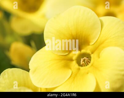 Blühende gelbe Primrose im Frühlingsgarten Stockfoto