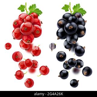 Schwarze und rote Johannisbeeren auf weißem Hintergrund Stockfoto