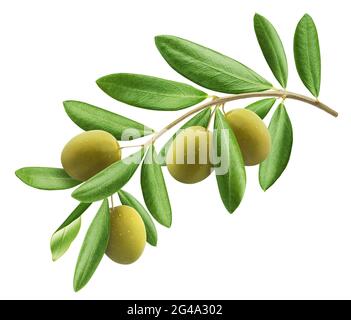 Olivenbaum Zweig isoliert auf weißem Hintergrund Stockfoto