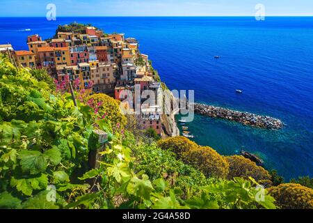 Erstaunliche Weinberge und bunte mediterrane Blumen am Ufer des Meeres. Fantastische Aussicht vom Hügel mit Manarola Dorf und blauem Meer, Cinque T Stockfoto