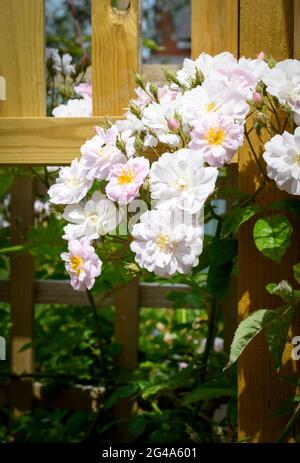 Massierte Blüten einer rosa und weißen Wanderrose, die über einem Spalier wächst Stockfoto