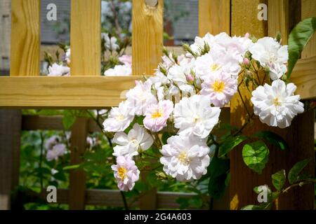 Massierte Blüten einer rosa und weißen Wanderrose, die über einem Spalier wächst Stockfoto