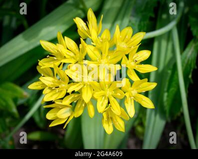 Blühender gelber Allium, auch bekannt als Allium Moly, Gelber Knoblauch, Goldener Knoblauch und Lilie Lauch Stockfoto