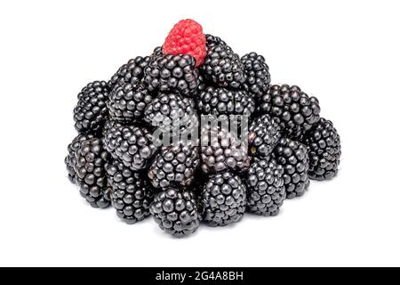 Brombeerhaufen mit roten Himbeeren auf der Oberseite. Isoliert auf weißem Hintergrund. Stockfoto