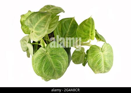 Draufsicht auf die tropische 'Syngonium macrophyllum Frosted Heart'-Zimmerpflanze, isoliert auf weißem Hintergrund Stockfoto