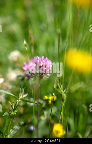 Rotklee, Trifolium Pratense, wächst auf einer Wildblumenwiese. Mit geringer Schärfentiefe. Stockfoto